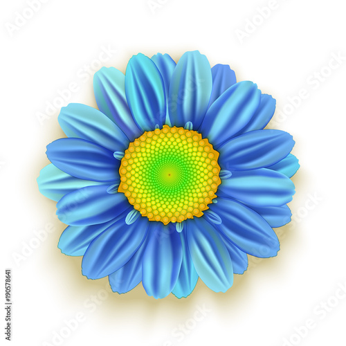 Blue Daisy Flower isolated on white. Vector illustration