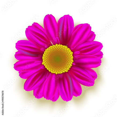Pink Daisy Flower isolated on white. Vector illustration