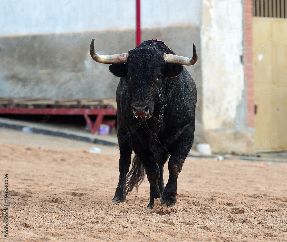 bull in spain