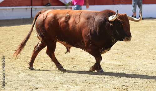 bull in spain