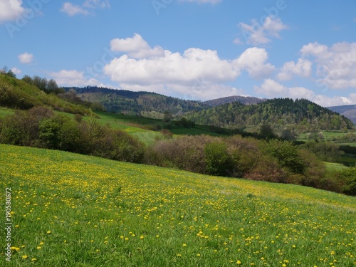 Fresh bright yellow dandelion flowers. A beautiful spring day. A green meadow full of yellow dandelions