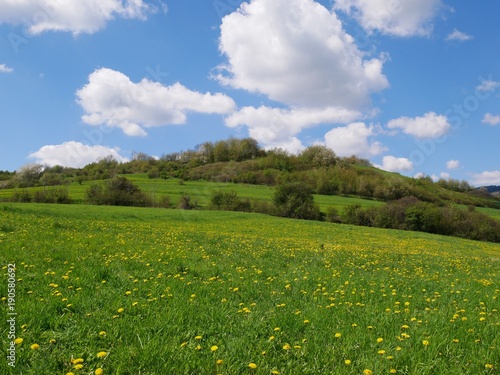 Fresh bright yellow dandelion flowers. A beautiful spring day. A green meadow full of yellow dandelions