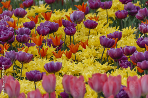 tulips in a spring park