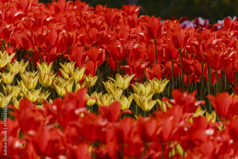 tulips in a spring park tulips in a spring park