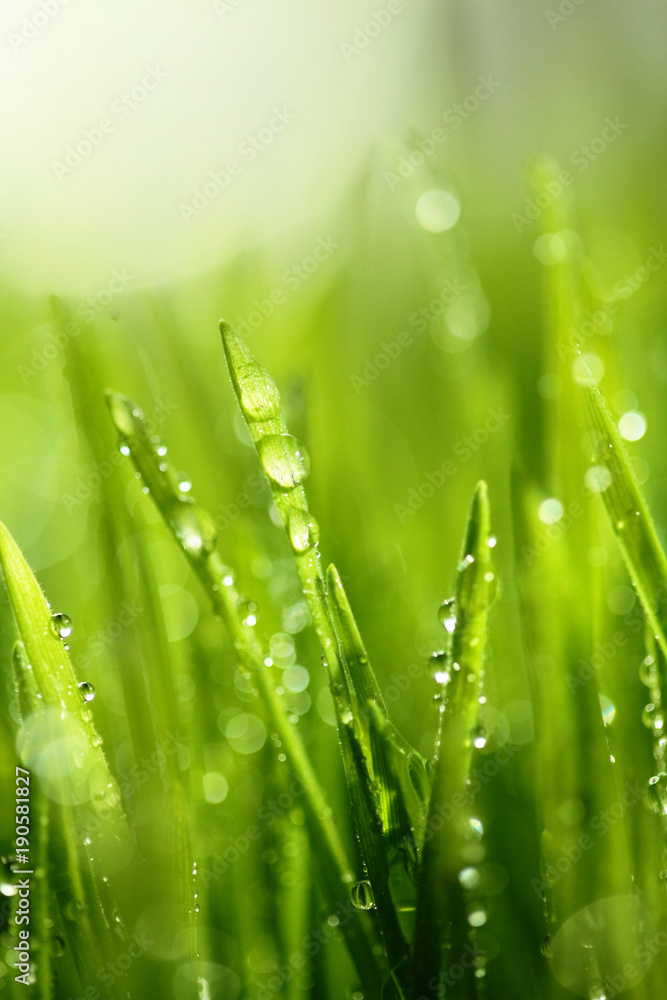 Fototapeta premium Fresh green grass with water drops on the background of sunlight beams. Soft focus.Spring theme.Concept freshness