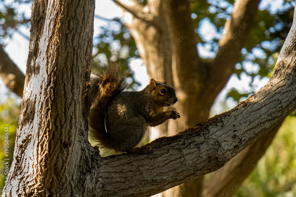 Fototapeta premium Squirrel sitting in tree with leaves and trees in background