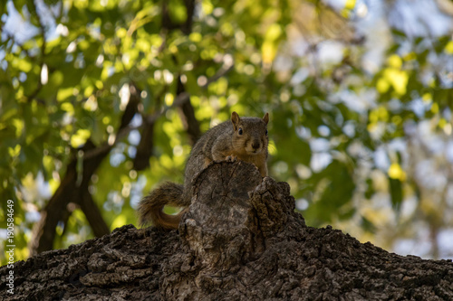 Squirrel sitting in tree with leaves and trees in background