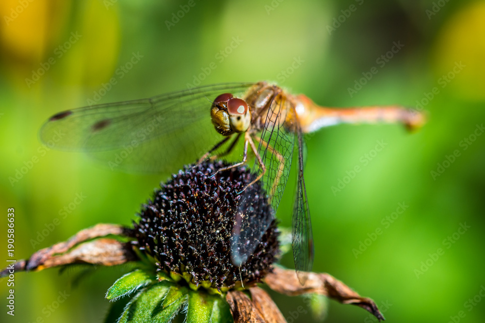 Macro of a dragonfly on an echinacea bloom. Macro of a dragonfly on an echinacea bloom.