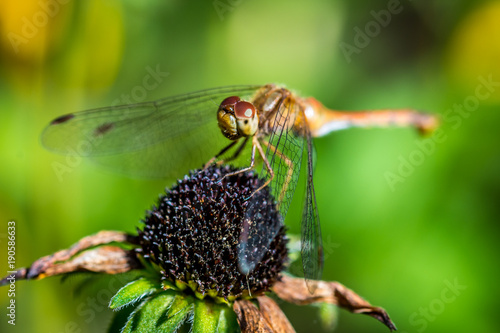 Macro of a dragonfly on an echinacea bloom. © Mark