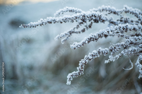 snow on plant