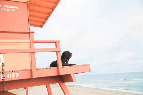 Black dog on lifeguard tower