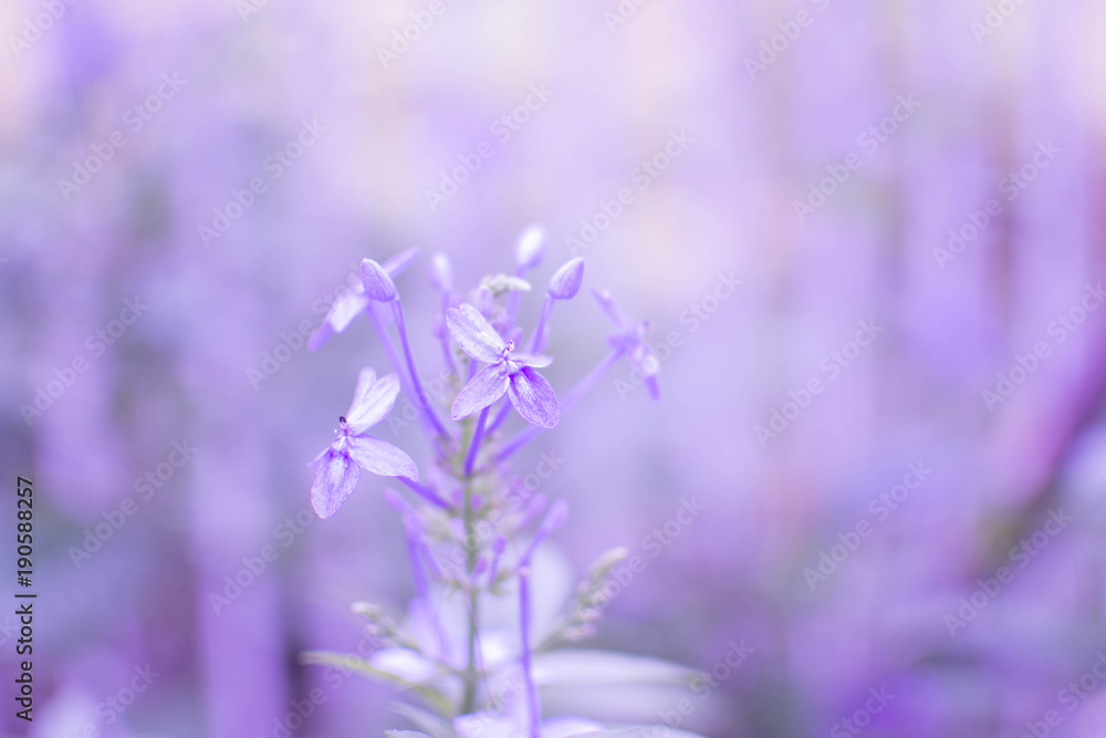 Obraz premium background of purple flowers.