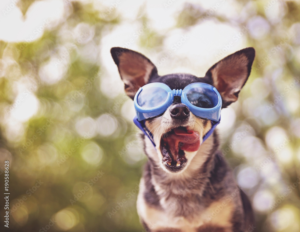 cute chihuahua sitting outside with blue goggles on toned with a retro vintage instagram filter licking his mouth
