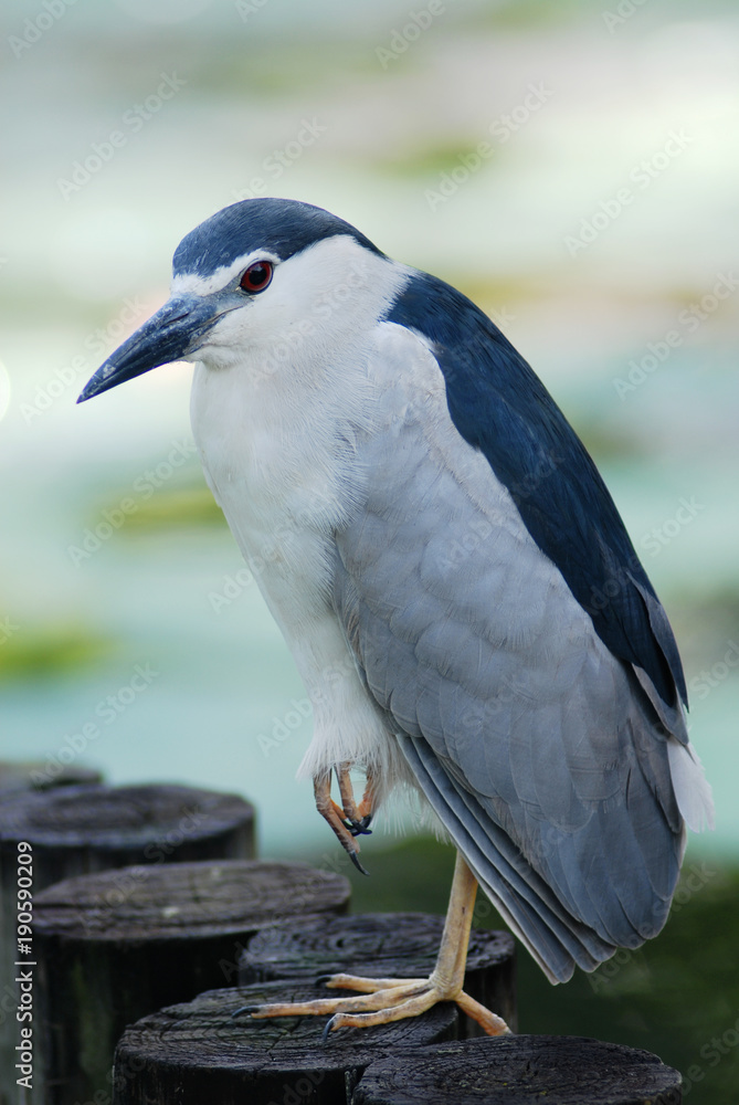 Fototapeta premium Black-crowned Night Heron standing on a stump