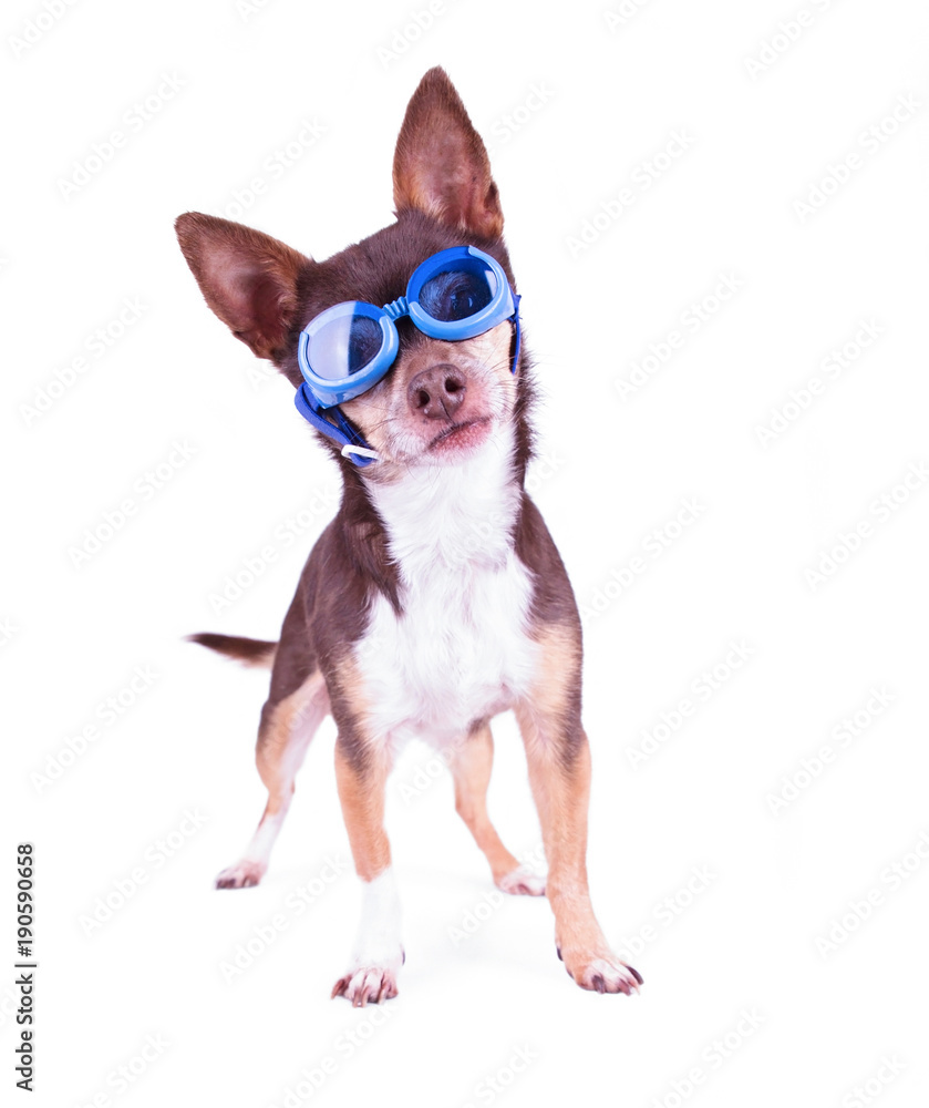 cute chihuahua with blue goggles on in a studio shot on an isolated white background