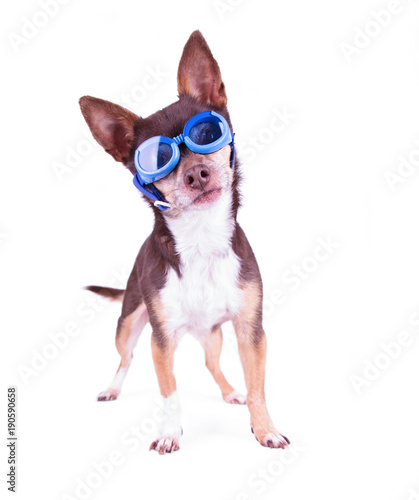 cute chihuahua with blue goggles on in a studio shot on an isolated white background