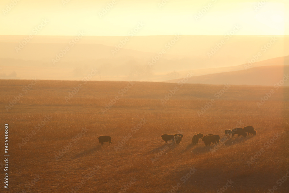 Obraz premium Bison on the Kansas Plains