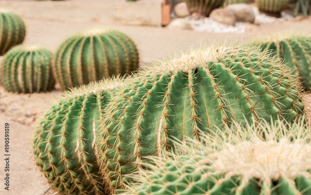 Cactus Family, pink-red flowers of barrel cactus, close-up barrel cactus Cactus Family, pink-red flowers of barrel cactus, close-up barrel cactus