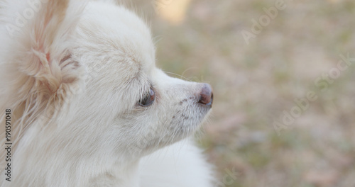 White Pomeranian dog at outdoor park © leungchopan