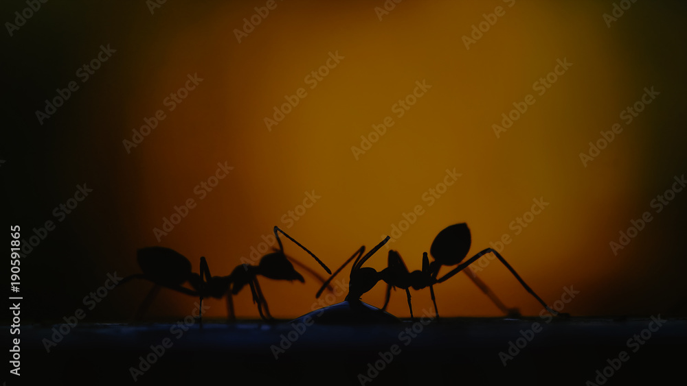 Silhouette ants drinking water with sunrise, low key screen process and grunge painting texture for animal nature background