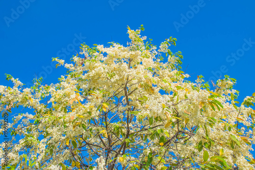 The sof focus of Shorea, White Meranti,Shorea roxburghii,Don,Dipterocarpaceae flower with the blue sky background.