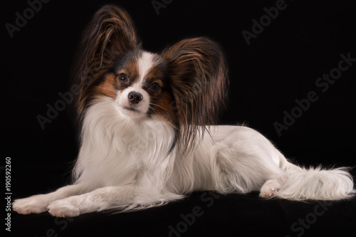 Beautiful young male dog Continental Toy Spaniel Papillon on black background