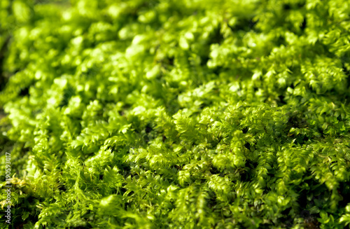 Freshness green moss growing on floor with water drops in the sunlight
