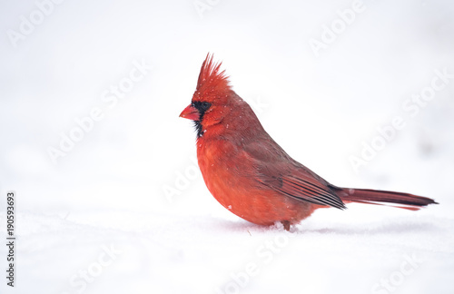 Cardinal In Snow © Harry Collins