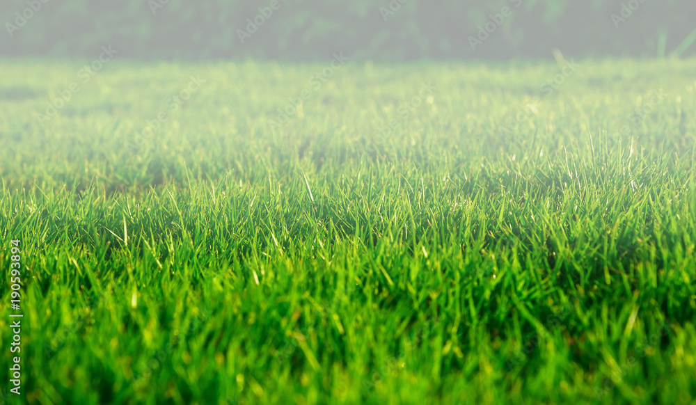 Morning fog lawn green natural background texture.