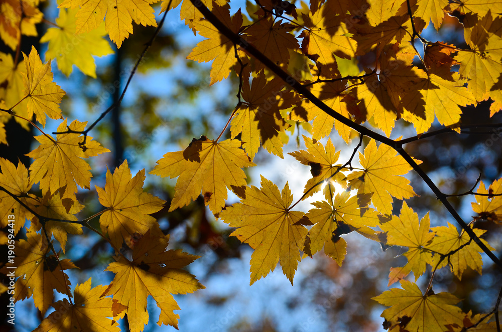 Leaf, Maple, Autumn, Red, Orange, Autumn, October, November, Tough, Beauty, Forest, Nature, Leaf, Maple, Autumn, Red, Orange, Autumn, October, November, Tough, Beauty, Forest, Nature,