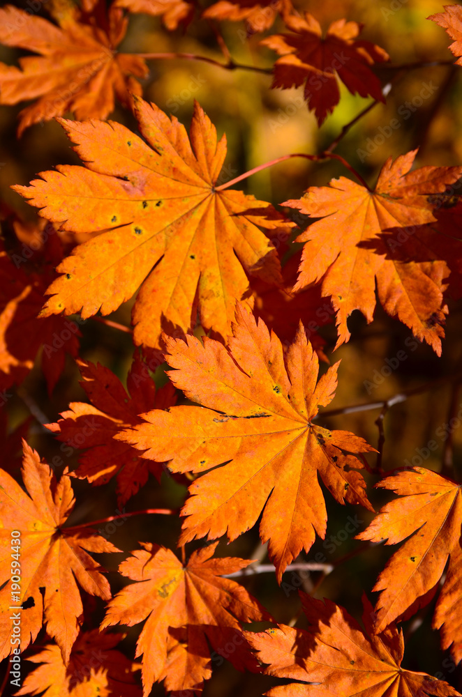 Leaf, Maple, Autumn, Red, Orange, Autumn, October, November, Tough, Beauty, Forest, Nature, Leaf, Maple, Autumn, Red, Orange, Autumn, October, November, Tough, Beauty, Forest, Nature,