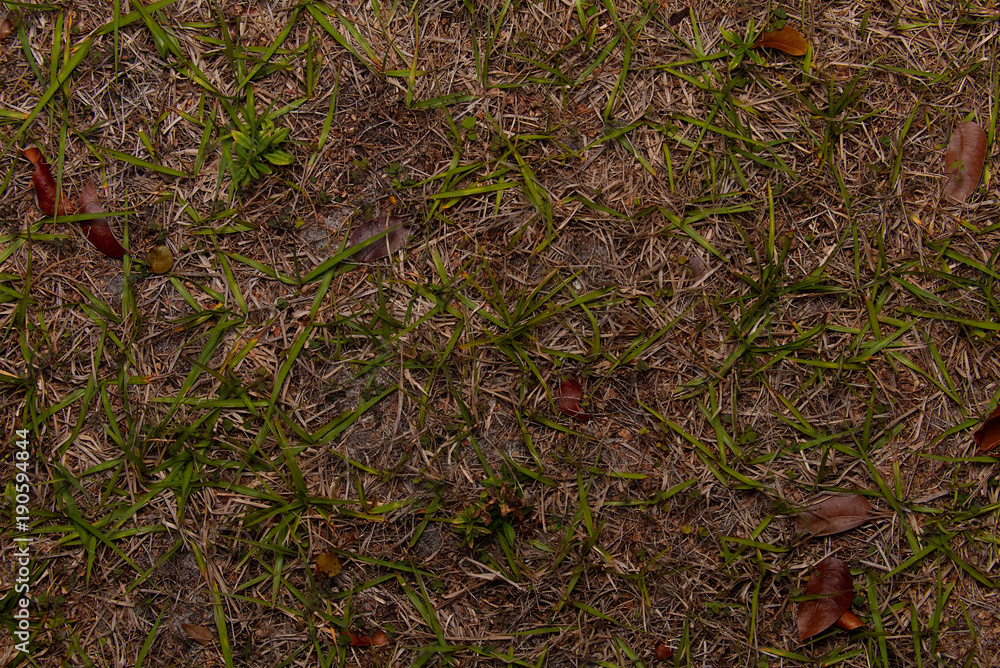 Looking Down Grass Looking Down Grass