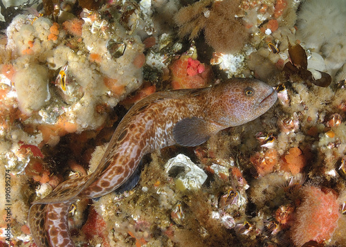 Wolf Eel