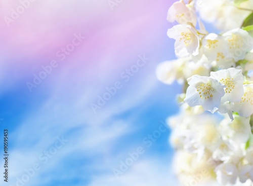 Natural background. Flowering jasmine flowers against the sky with clouds