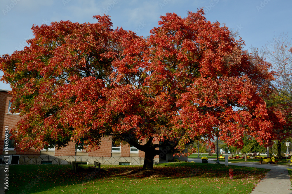 Naklejka premium autumn