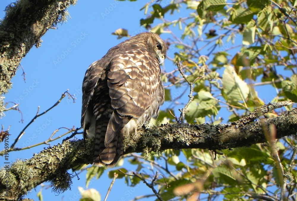 Hawk Hawk