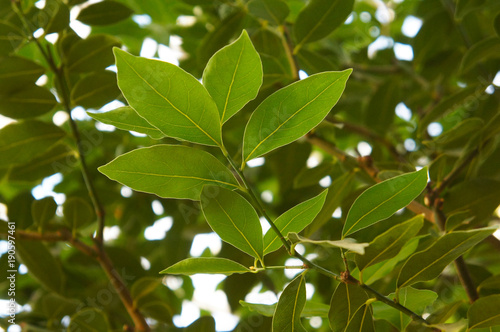 Laurus nobilis or bay laurel or sweet bay or bay green foliage  photo