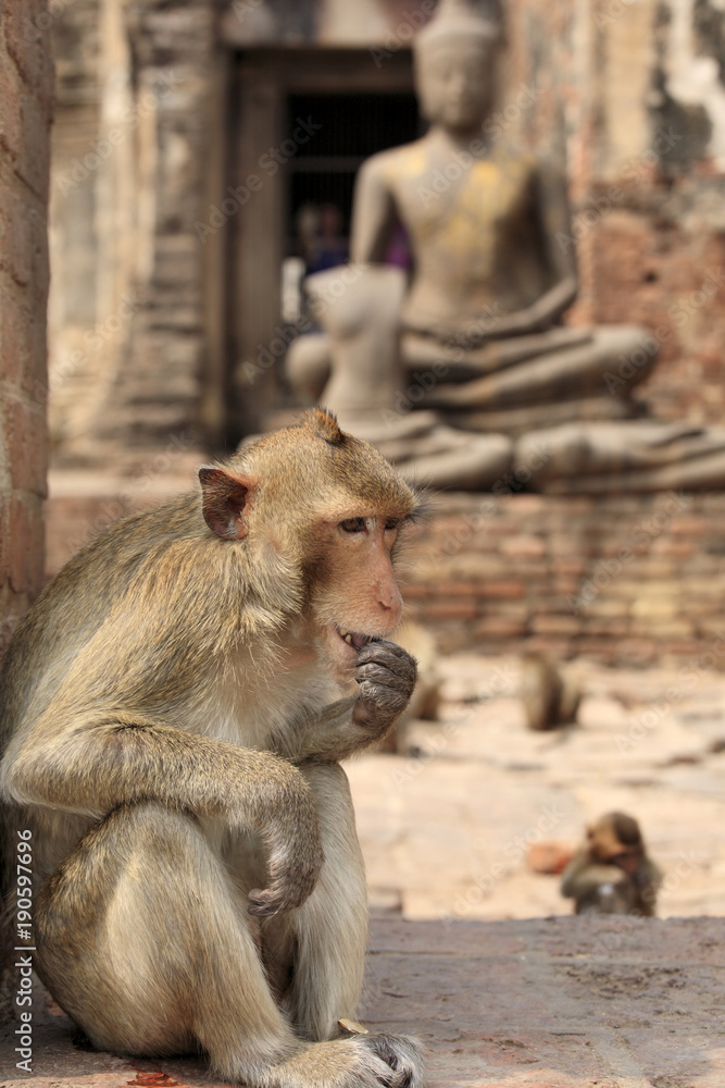The wild monkeys in the Lopburi city, Thailand