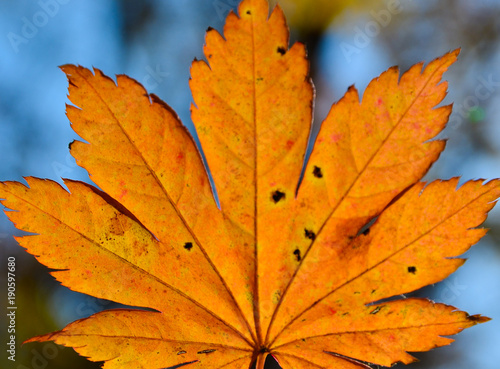 Wallpaper Mural leaf, maple, autumn, orange, red, yellow, autumn, nature, October, November, beauty Torontodigital.ca