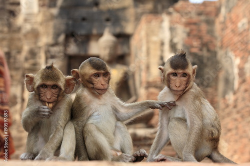 Photography The wild monkeys in the Lopburi city, Thailand