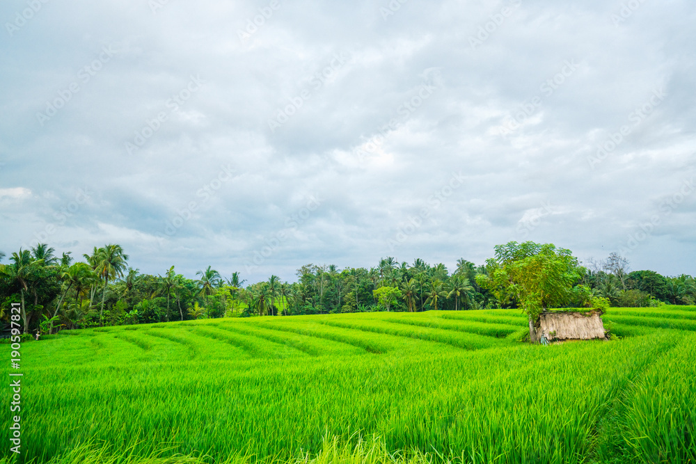 beautiful landscape on a risen fresh rice and a hut near a tree. Rice in Asia.
