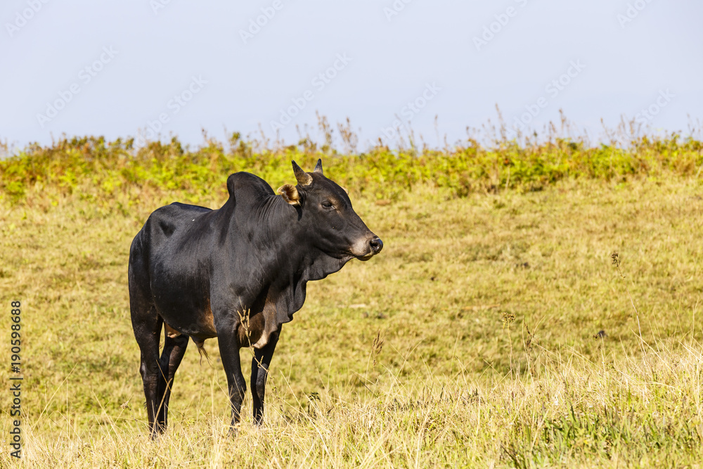 Herd of Thai domestic beef cattle grazing on green pasture
