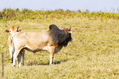 Fototapeta Naklejka Na Ścianę i Meble -  Herd of Thai domestic beef cattle grazing on green pasture
