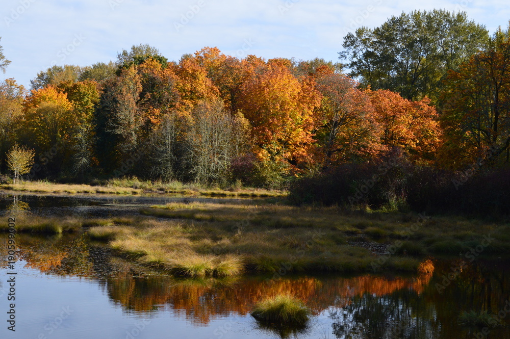 A pond in Autumn