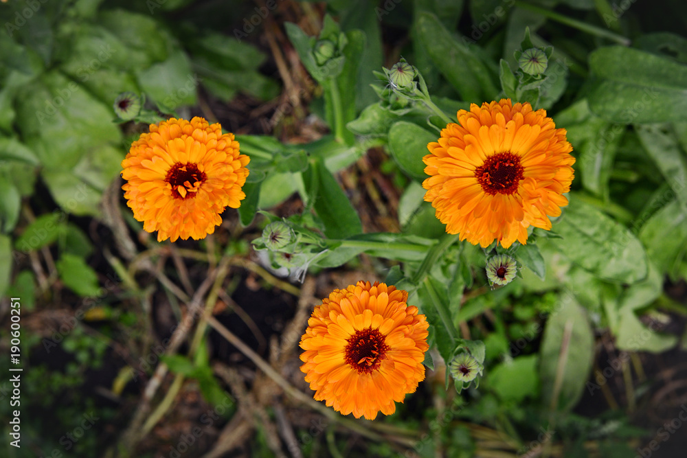 Three of the marigold flower in the garden top view Three of the marigold flower in the garden top view