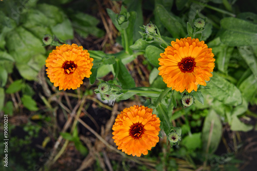Three of the marigold flower in the garden top view