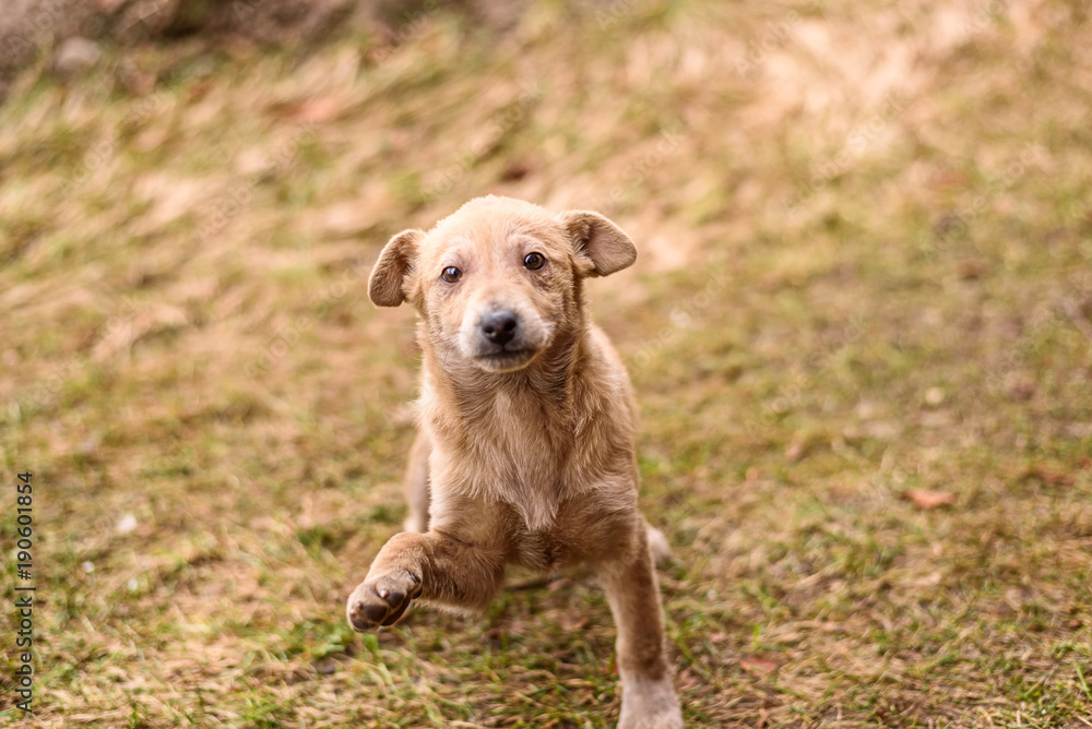 a portrait of a stray dog