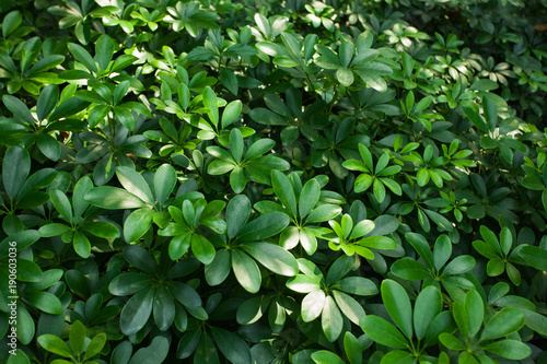 Wallpaper Mural Rain-forest - tropical plant colony making natural pattern;  Torontodigital.ca