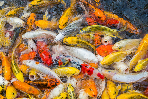 hungry colorful Koi fish