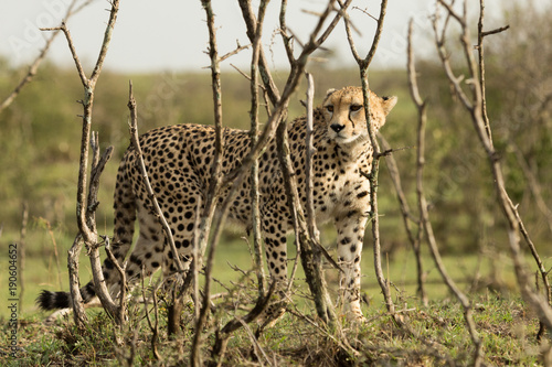 a single cheetah rests among the shrubs of the Maasai Mara